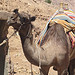 The Camel I wanted to ride up the Mountain